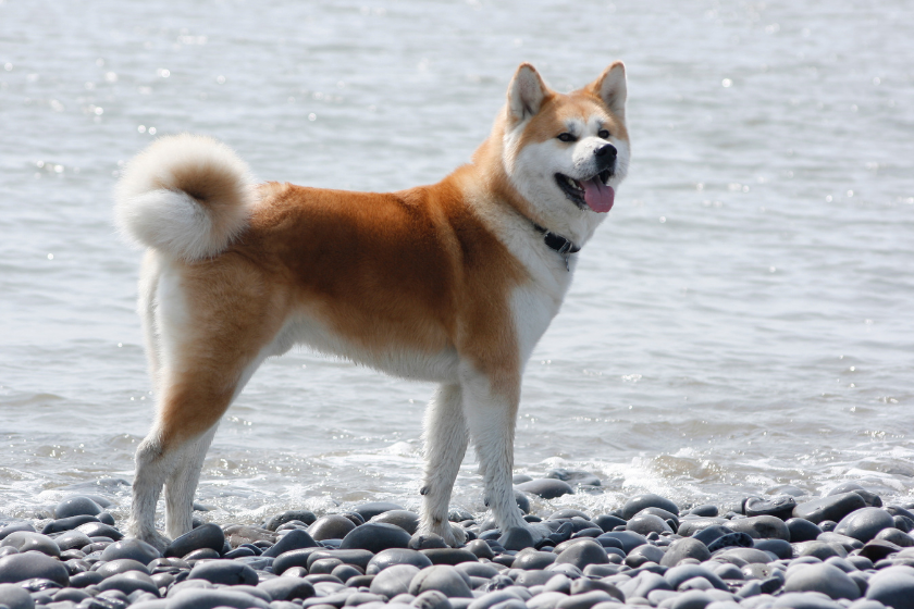 Akita stands on rocks in the water