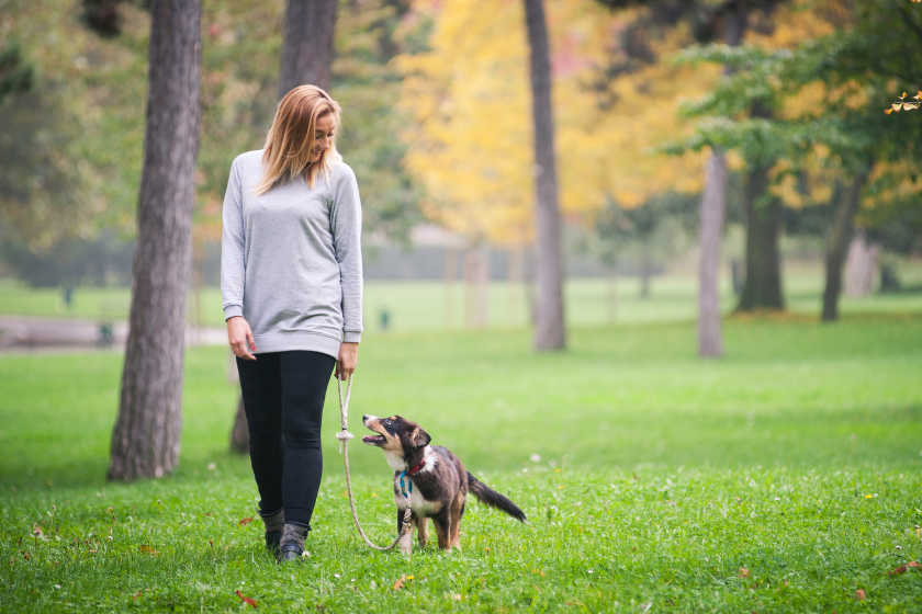 Australian Shepherd walking with owner