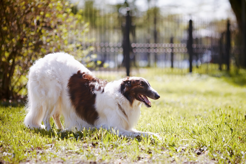 Borzoi stretching on grass