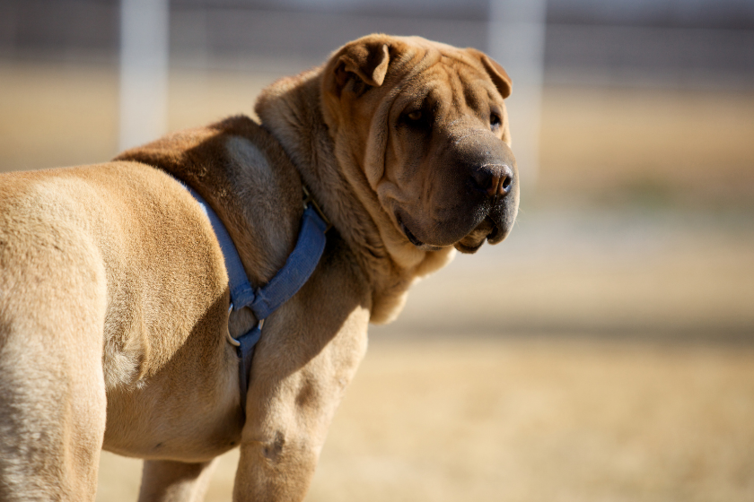Chinese Shar Pei standing with harness on 