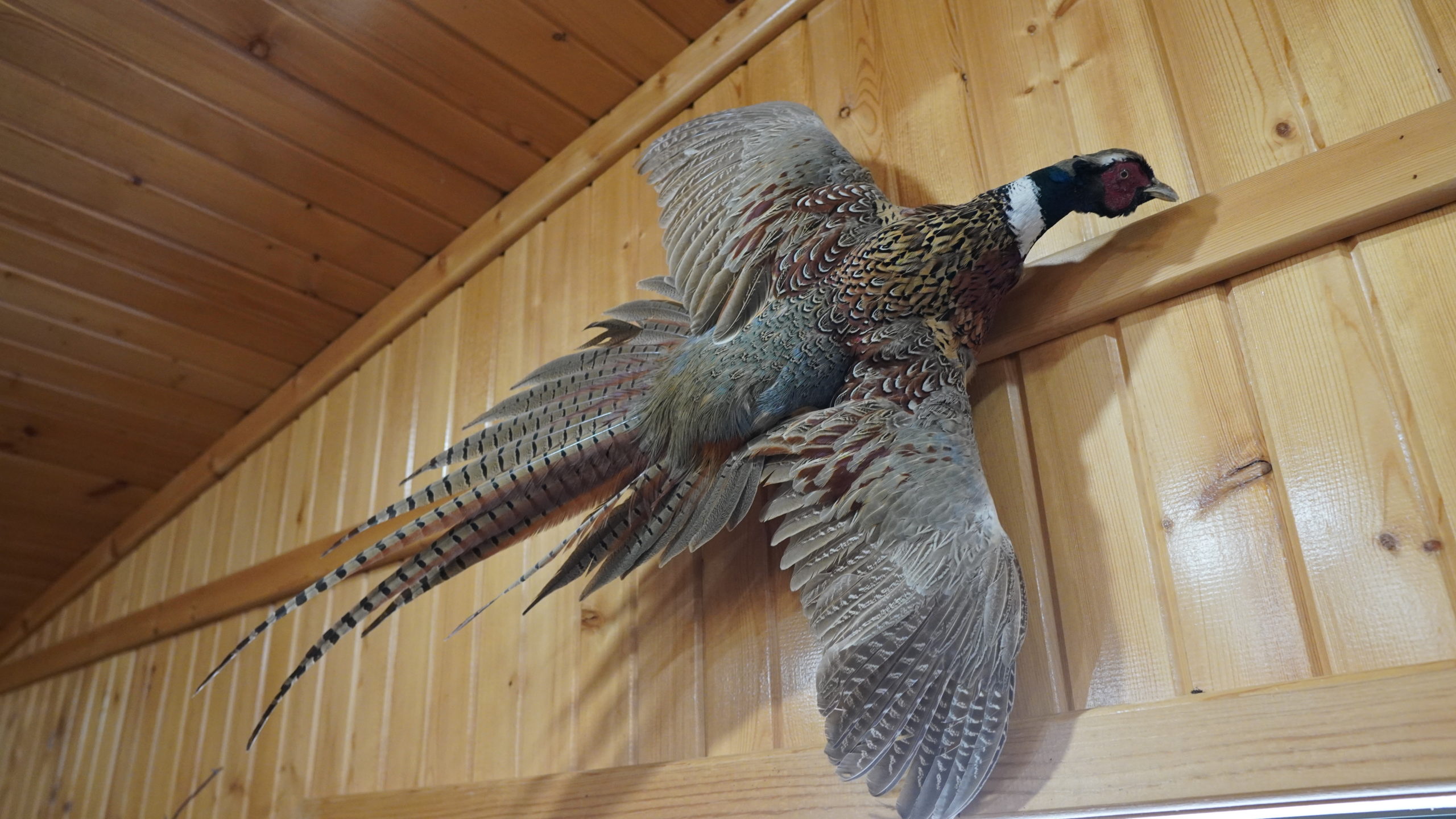 South Dakota Pheasant Hunting