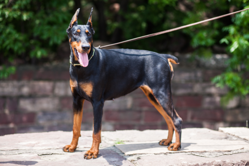 Doberman standing with leash