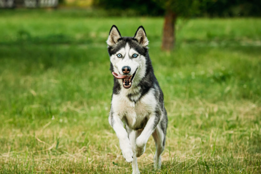 siberian husky running in green grass