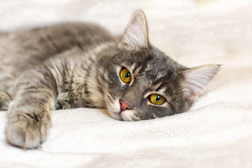 Sad sick young gray cat lies on a white fluffy blanket in a veterinary clinic for pets. 