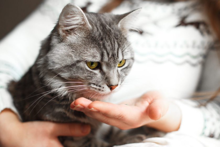 Can You Give Cats Benadryl? Here's the Benadryl Dosage for Cats