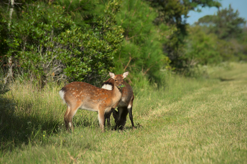 sika deer