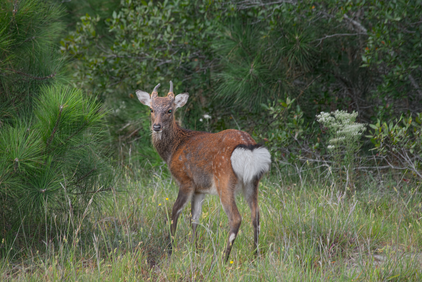 sika deer