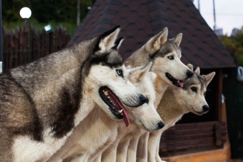 group of siberian huskies standing together