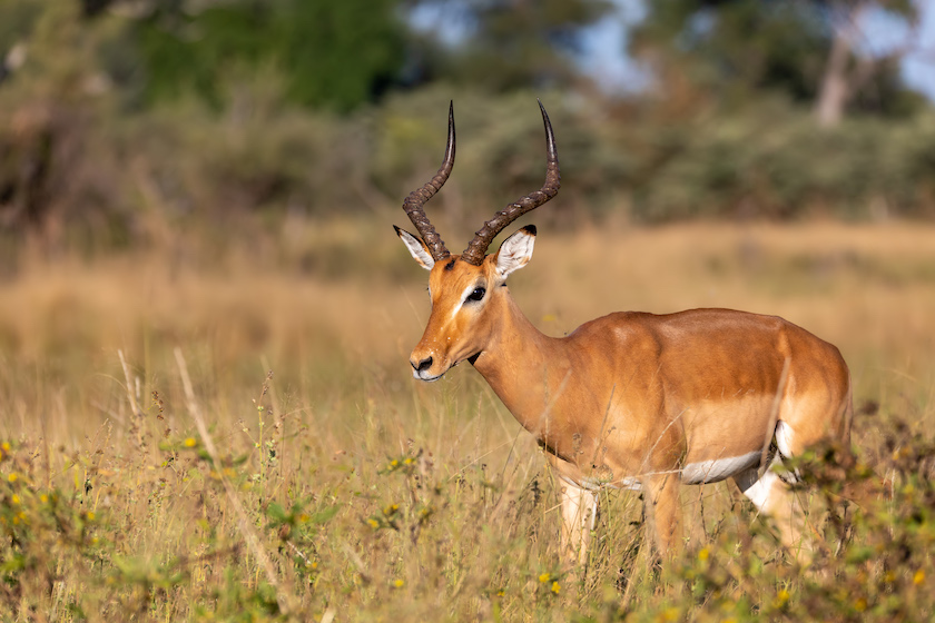 best animals to hunt in africa