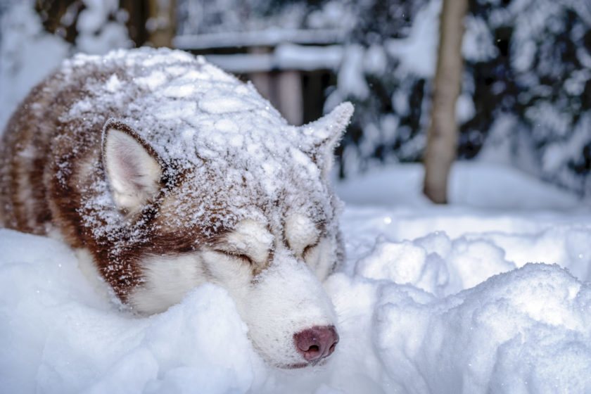 siberian husky lying in snow