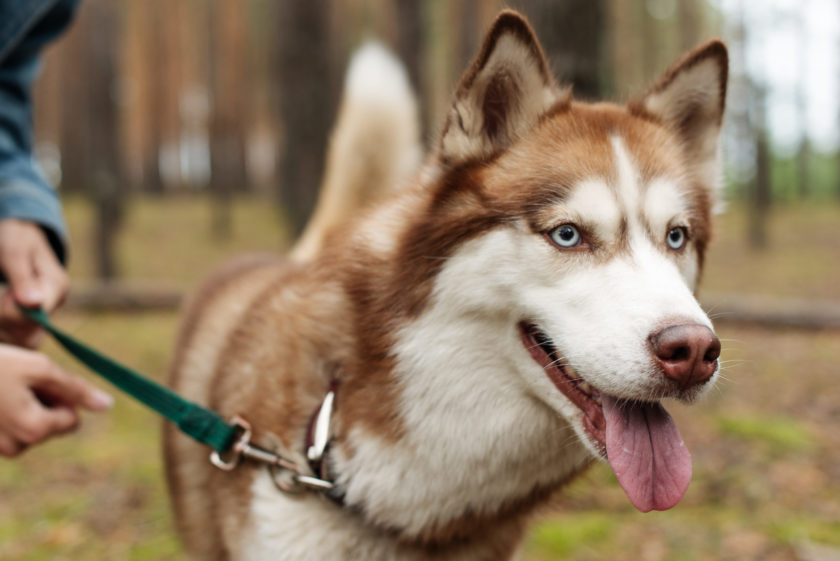 brown siberian husky on leash