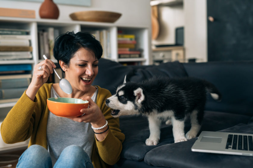 husky puppy trying to eat owner's cereal