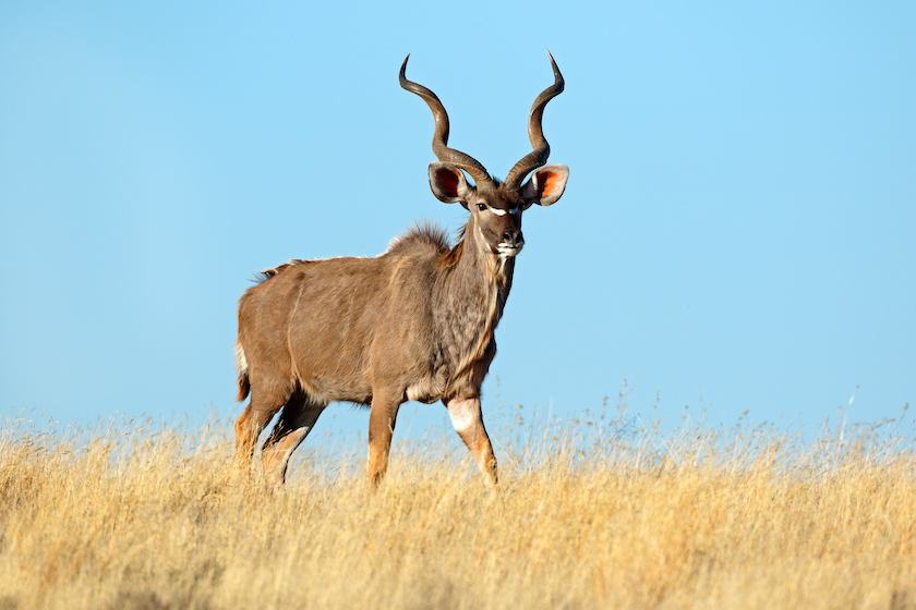 best animals to hunt in africa