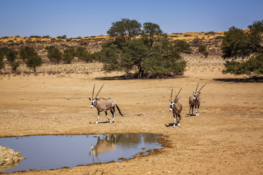 best animals to hunt in africa