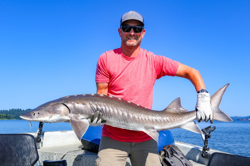 Oregon sturgeon 