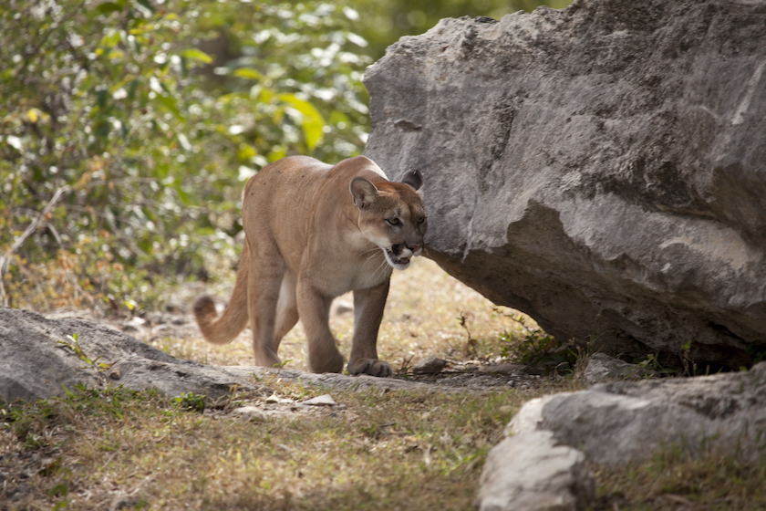 mountain lion hunting