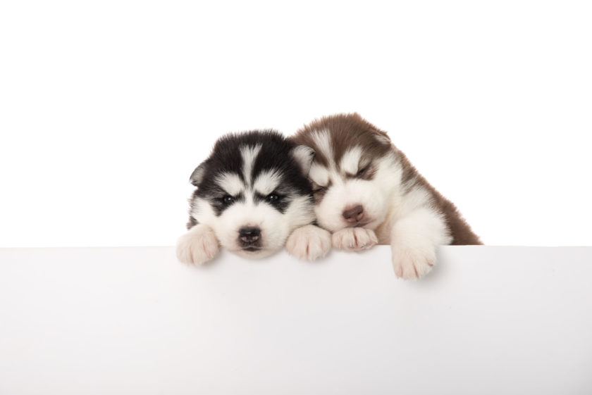 two siberian husky puppies sleeping