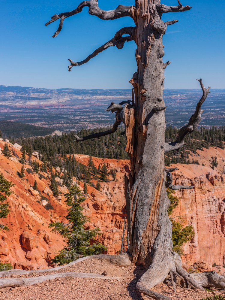 USA, State of Utah. Kane County. Bryce Canyon National Park. Rainbow Point. Along the Bristlecone Loop. The Bristlecone Loop is accessible from Rainbow Point, at the southern end of the Bryce Canyon National Park, reaches elevations over 9,100 feet (2778 m). Here visitors can see pines up to 1,800-years-old. In this forest there are blue spruce (Picea pungens), Douglas fir (Pseudotsuga menziesii or Pinus douglasiana), white fir (Abies concolor), and bristlecone pines (Pinus longaeva).