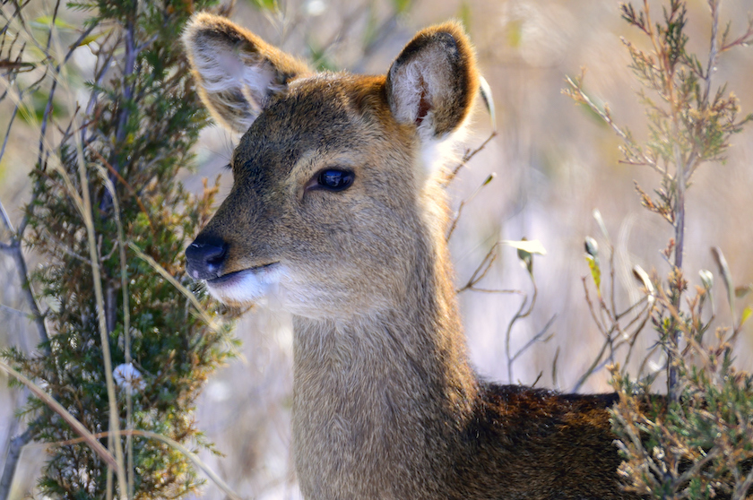 sika deer