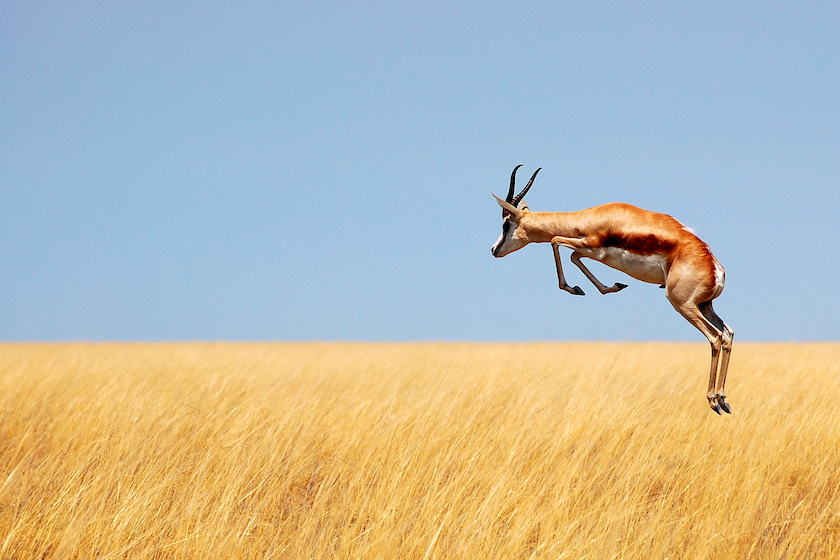 best animals to hunt in africa