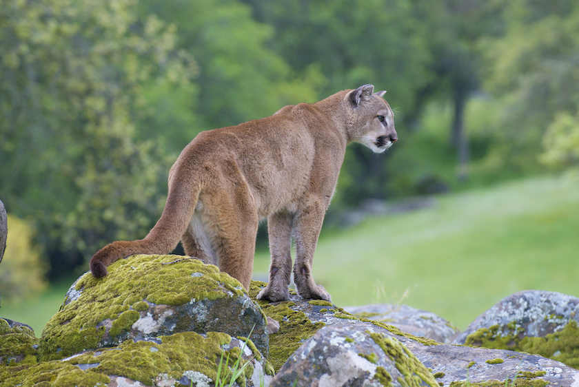 mountain lion hunting