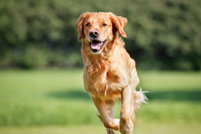 Golden Retriever Running