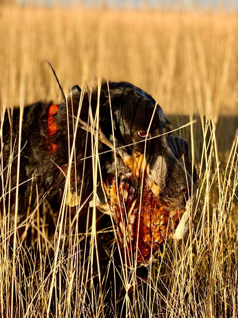 South Dakota Pheasant Hunting