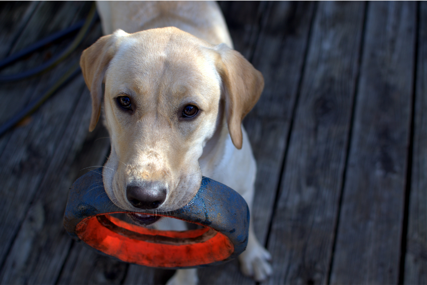 Yellow lab with tire toy