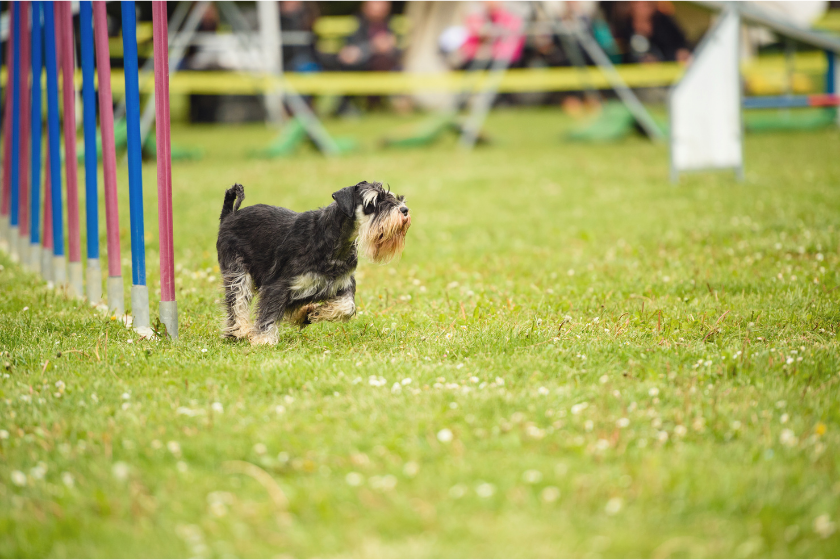 Miniature Schnauzer on agility course