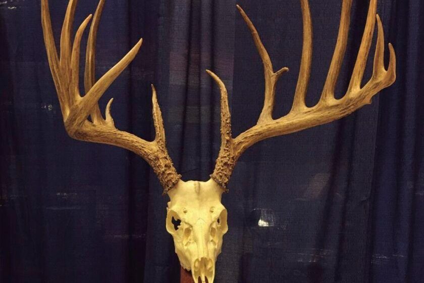 PA Game Commission Buck Rack
