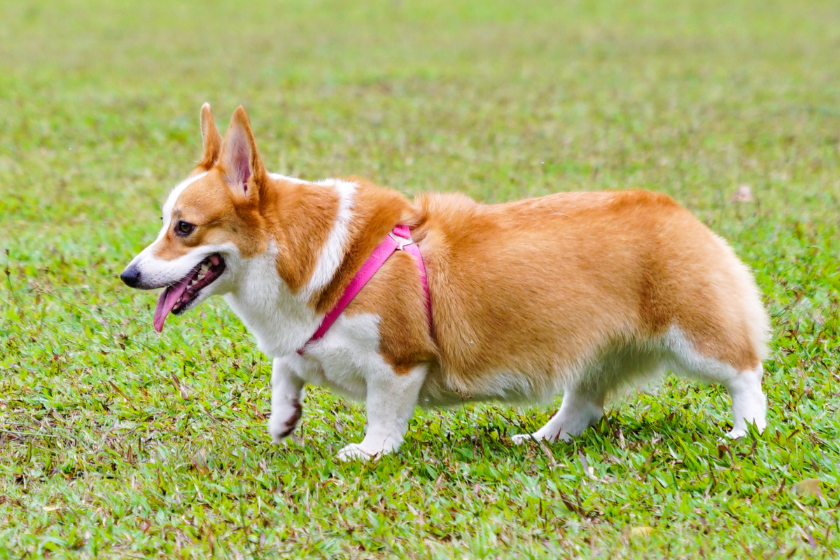 Pembroke welsh corgi