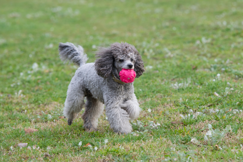 Poodle running with red ball