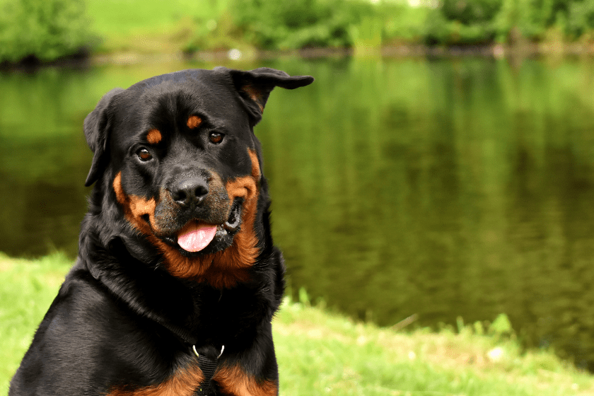 Rottweiler smiles for the camera