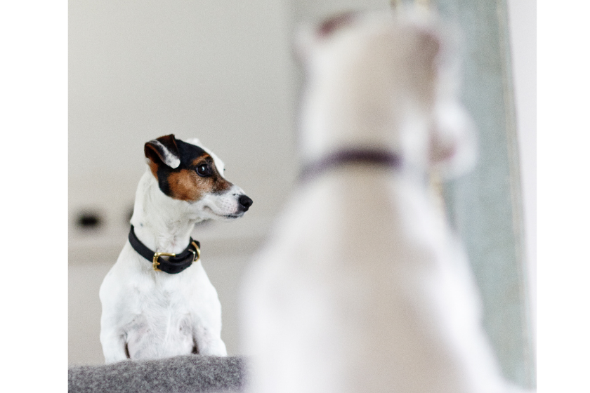 Jack Russell Terrier standing in front of mirror