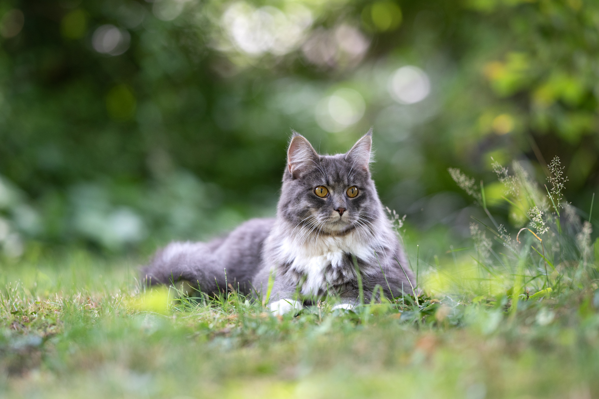 Training Cats to Go Outside Getting Started & Being Successful