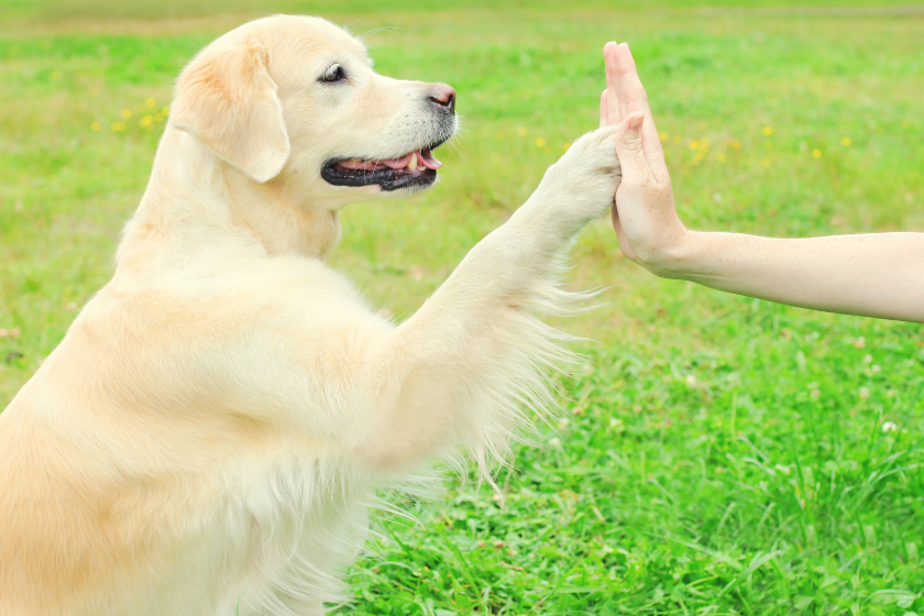 dog high five 