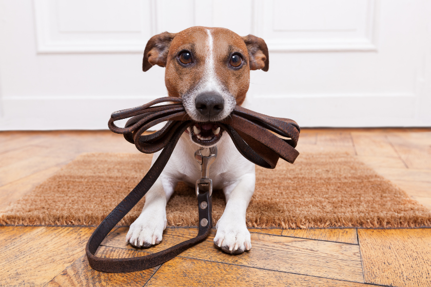 dog holding a leash in its mouth