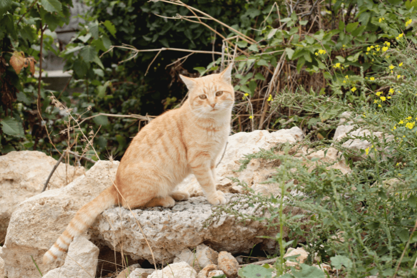Orange tabby cat sits outdoors
