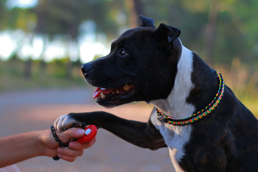 Dog gives paw for owner during clicker training