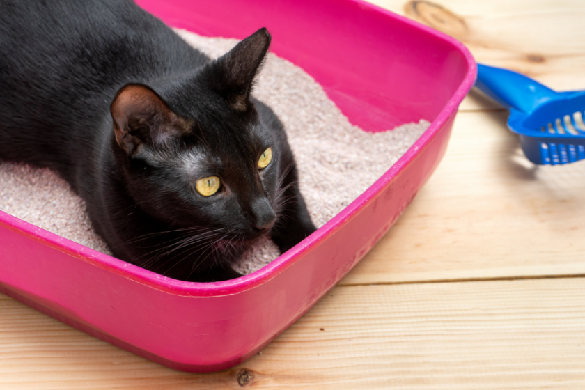 black cat sits in litter box outdoors