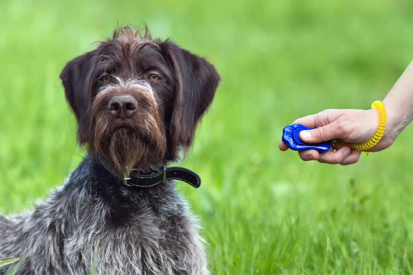 dog looking away from clicker trainer
