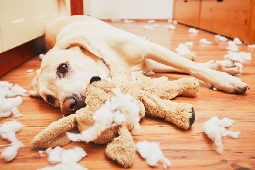 rescue dog showing destructive behavior