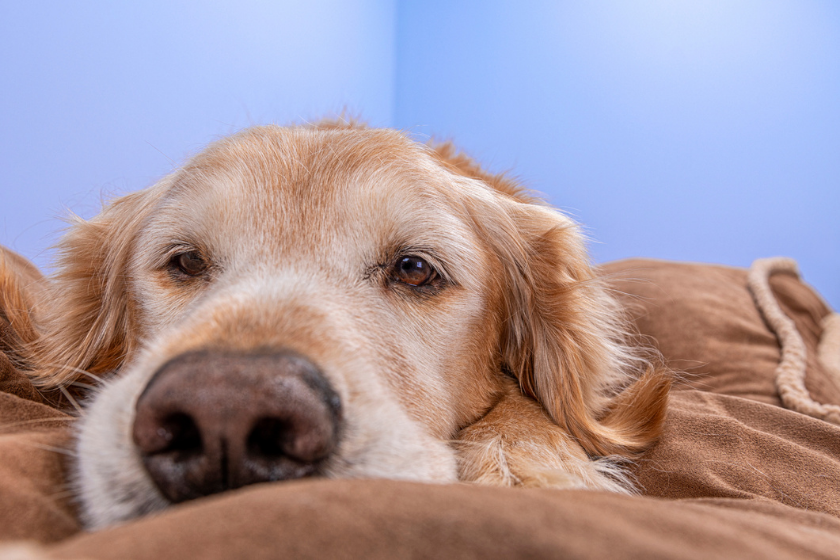 bored dog lying on couch why is my dog whining