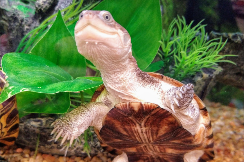 10 Types of Turtles That Make Great Pets