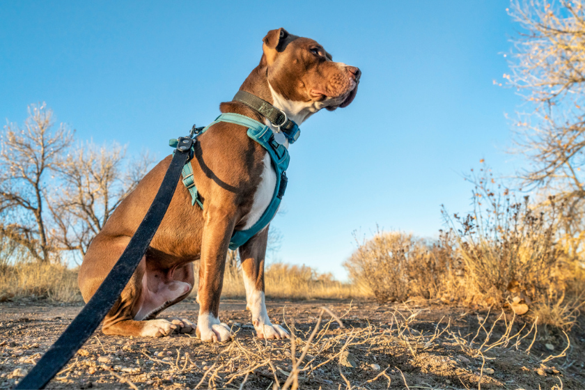 harness vs. collar dog wearing harness