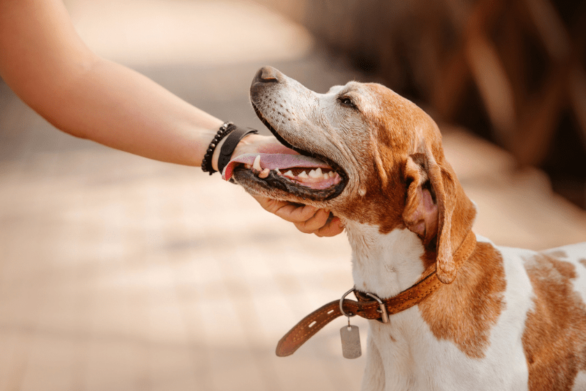 harnesses vs. collars dog wearing collar