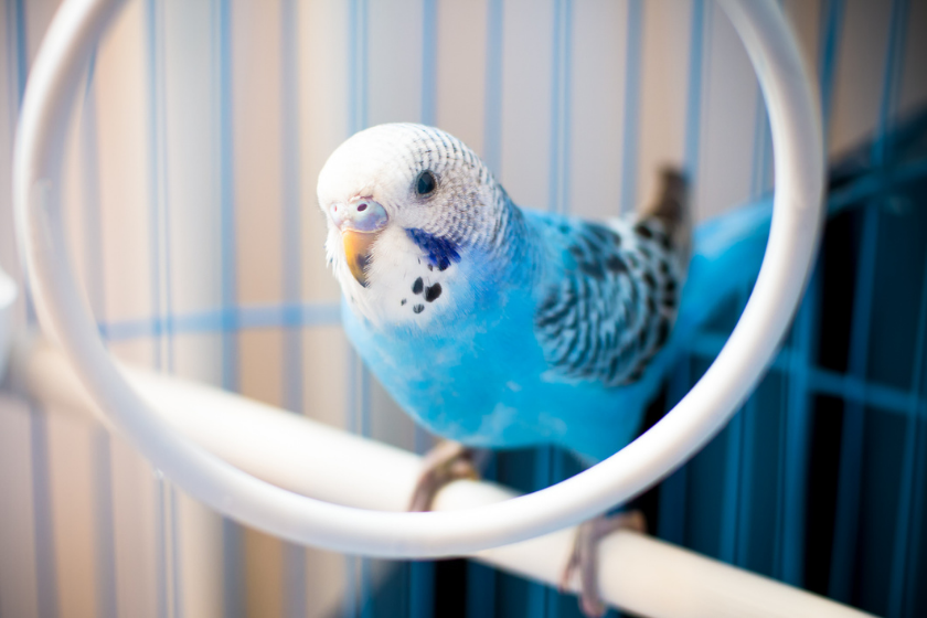 parakeet on ring