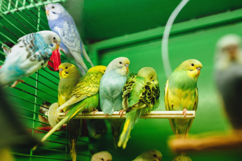 parakeets in crowded environment