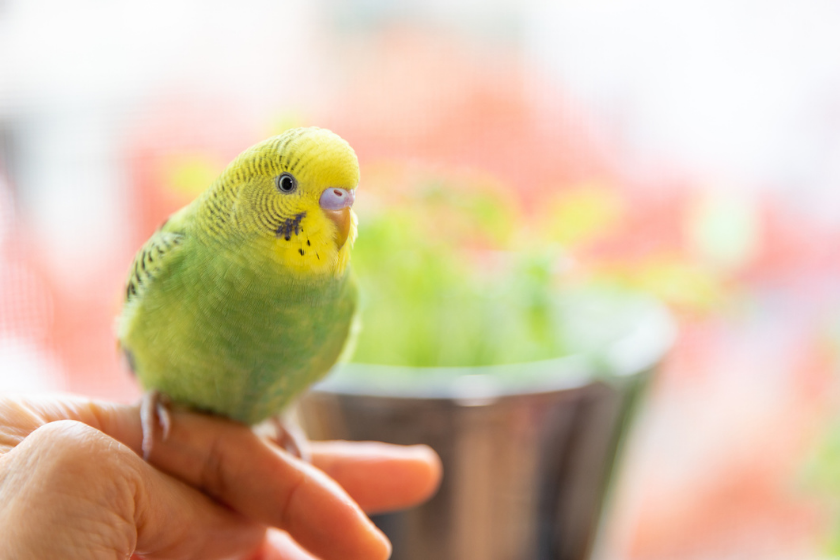 person caring for bird on hand