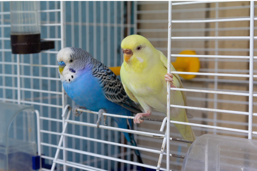 two parakeets ready to eat